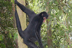 Isla de los Monos via un tambopata