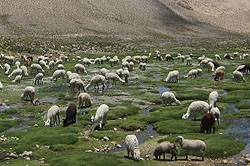 Vicuñas en las pampas de Arequipa