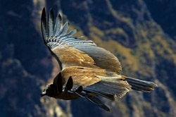 Colca Canyon and condors view