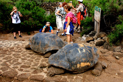 Parc national des Galapagos en Amérique du Sud