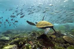 Tour o viajes Galapagos