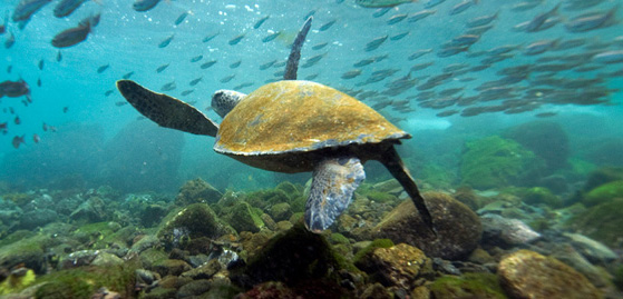 turtles in ecuador