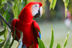 guacamayo tours Puerto Maldanado