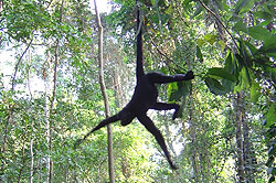 Monkey Island Tour puerto maldonado