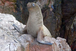 TOUR BALLESTAS ISLAND AND PARACAS RESERVE 