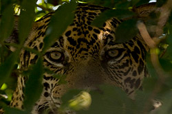 Jaguar Puerto Maldonado