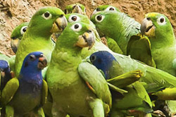 Manu program 4 days parrots