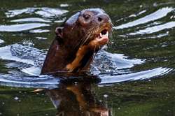 Manu program 8 days Giant Otter