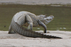 manu 8 dias caiman negro