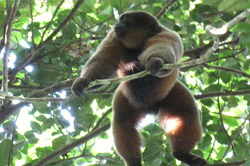 Mono Choro Amazon river tours