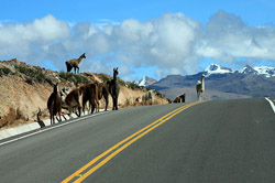 Viaje en Bus de Puno a Arequipa 