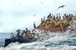 ISLAS BALLESTAS